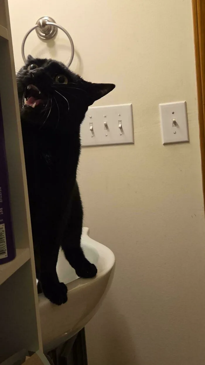 Black cat meowing loudly while standing on a bathroom sink
