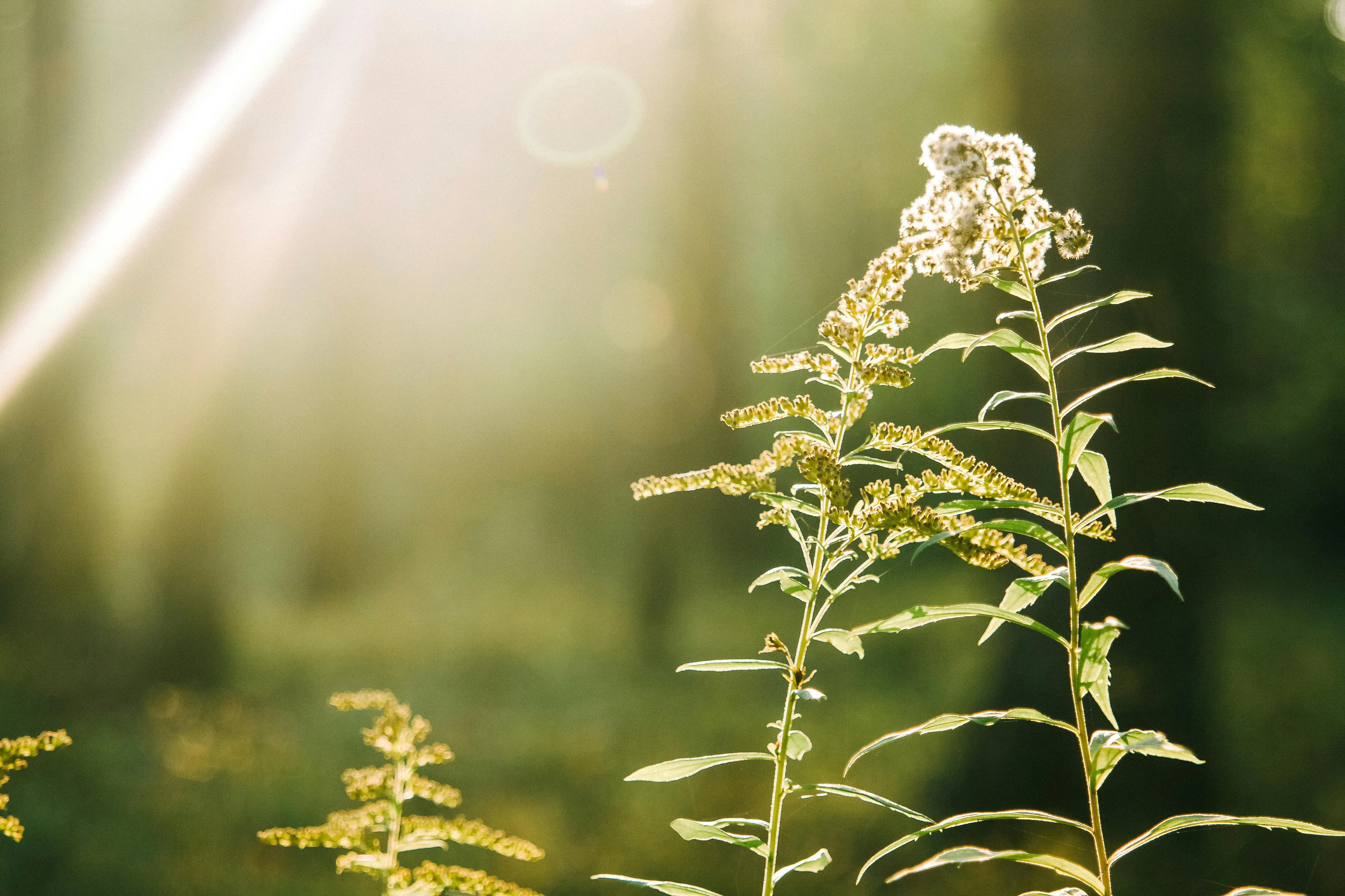 Sunlight shining on green plants, illustrating the process where plants use sunlight to make food in nature.