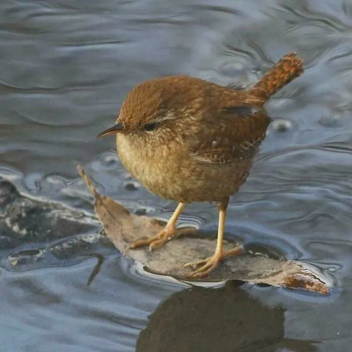 A Pacific Wren Surfing On A Leaf