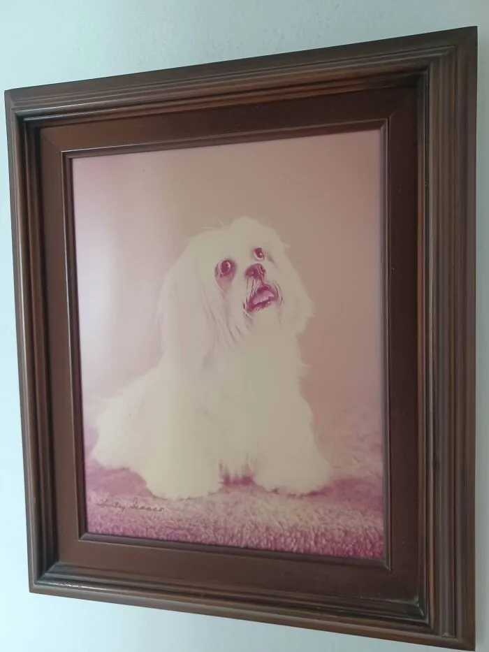 A framed vintage portrait of a fluffy white dog making a funny unhinged dog pictures face