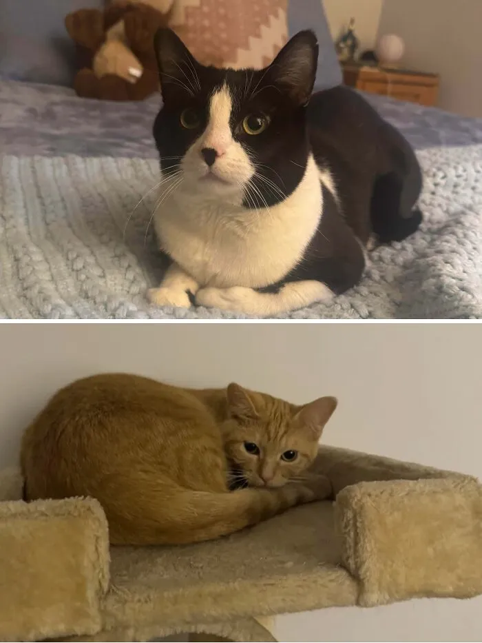 Two cats resting indoors, highlighting the comfort and care found in forever homes for rescue animals.