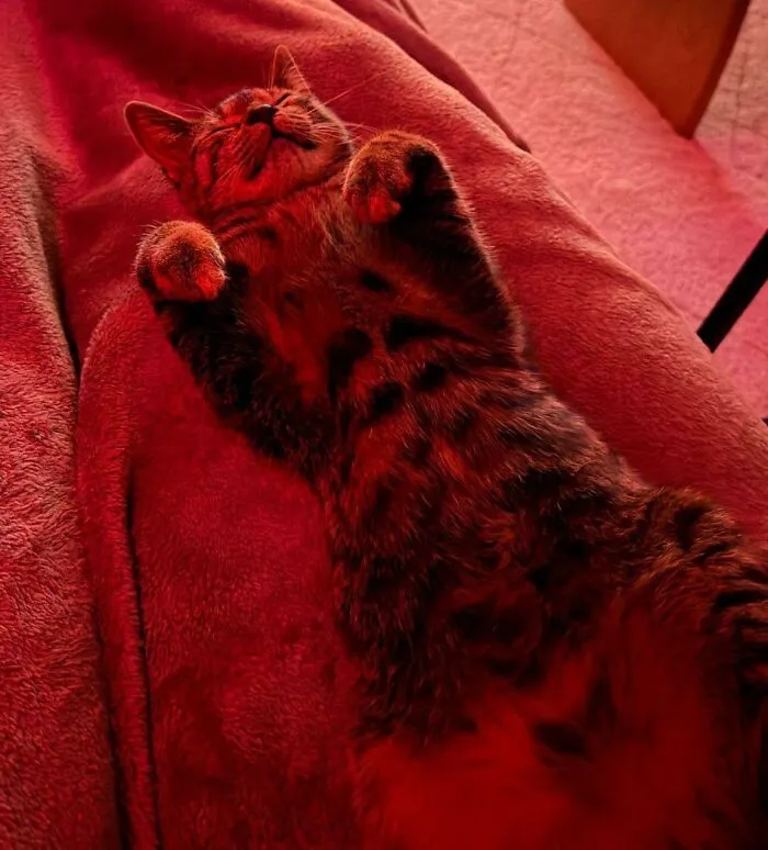 Tabby cat lying comfortably on a red blanket, unrelated to rescue dogs before and after pics SEO keywords.