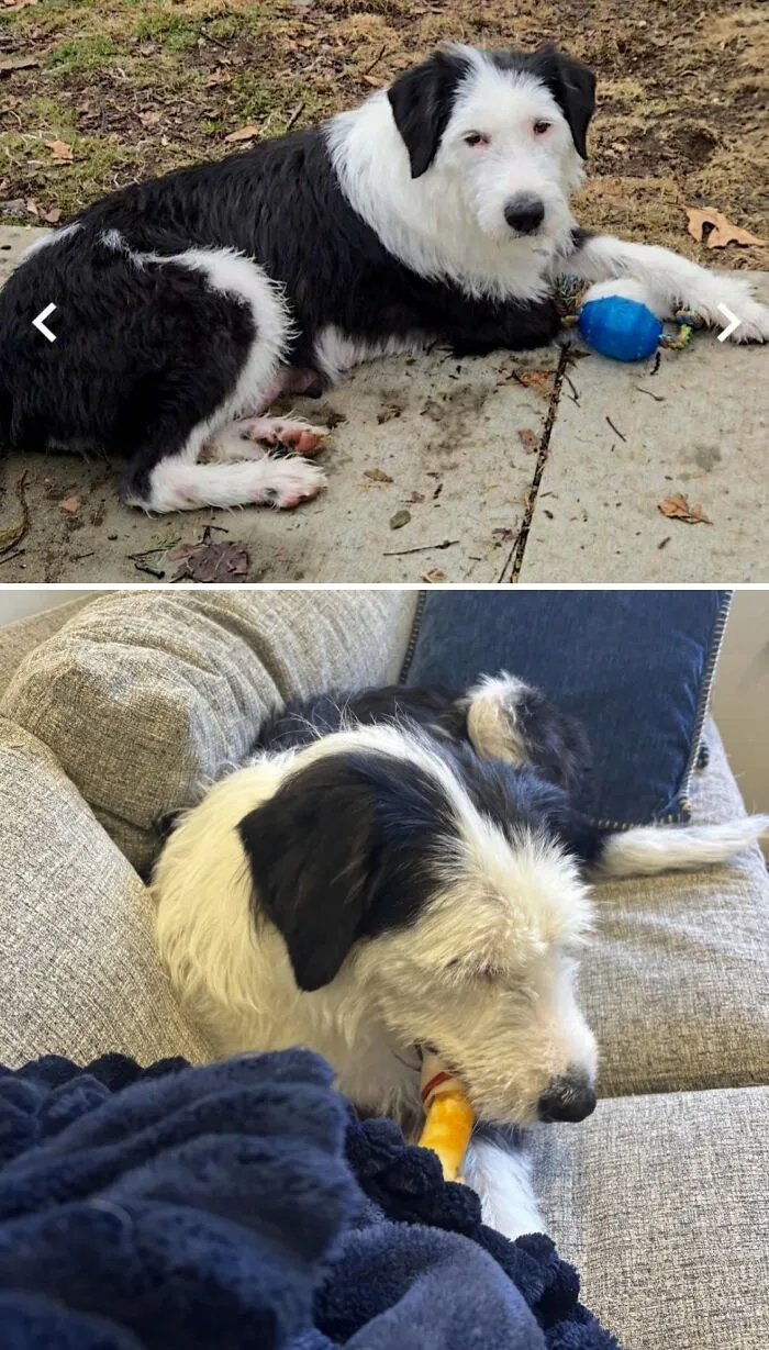 Before and after images of a black and white rescue dog enjoying a new forever home with toys and comfort.
