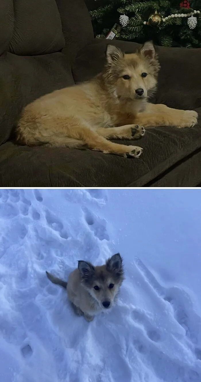 Adopted An Abandoned Pup