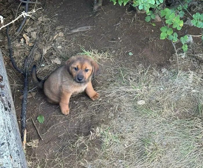 Puppy sitting on dirt and grass outdoors, illustrating rescue dogs before and after finding forever homes.