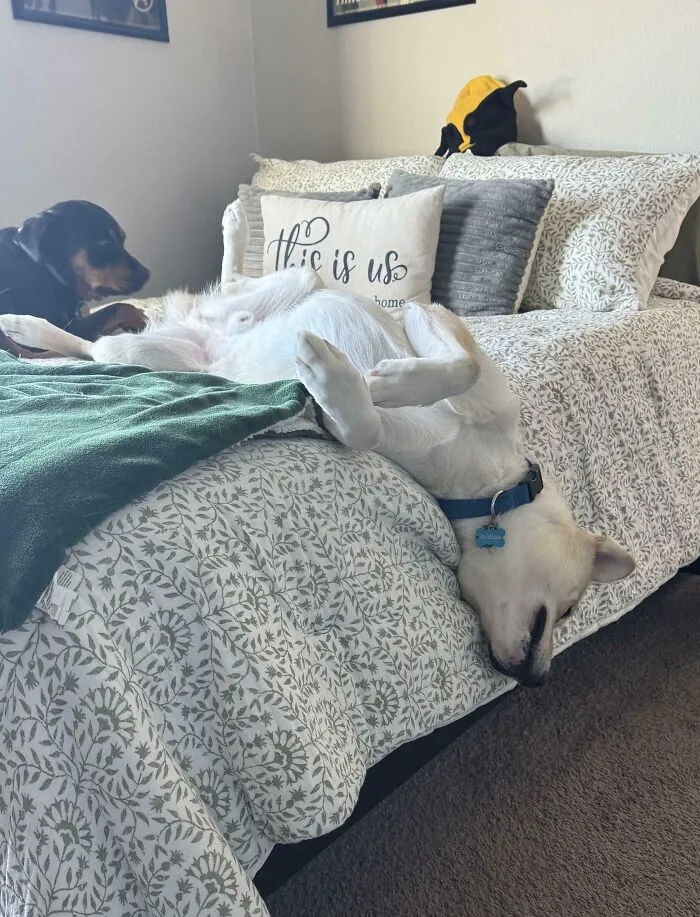 Two rescue dogs relaxing on a bed, one lying on its back, showcasing happy rescue dogs living in forever homes.