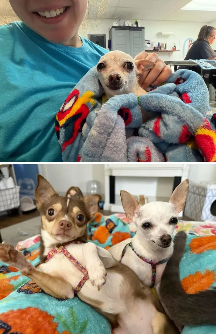 Before and after photos of rescue dogs wrapped in blankets and relaxing in their forever homes.