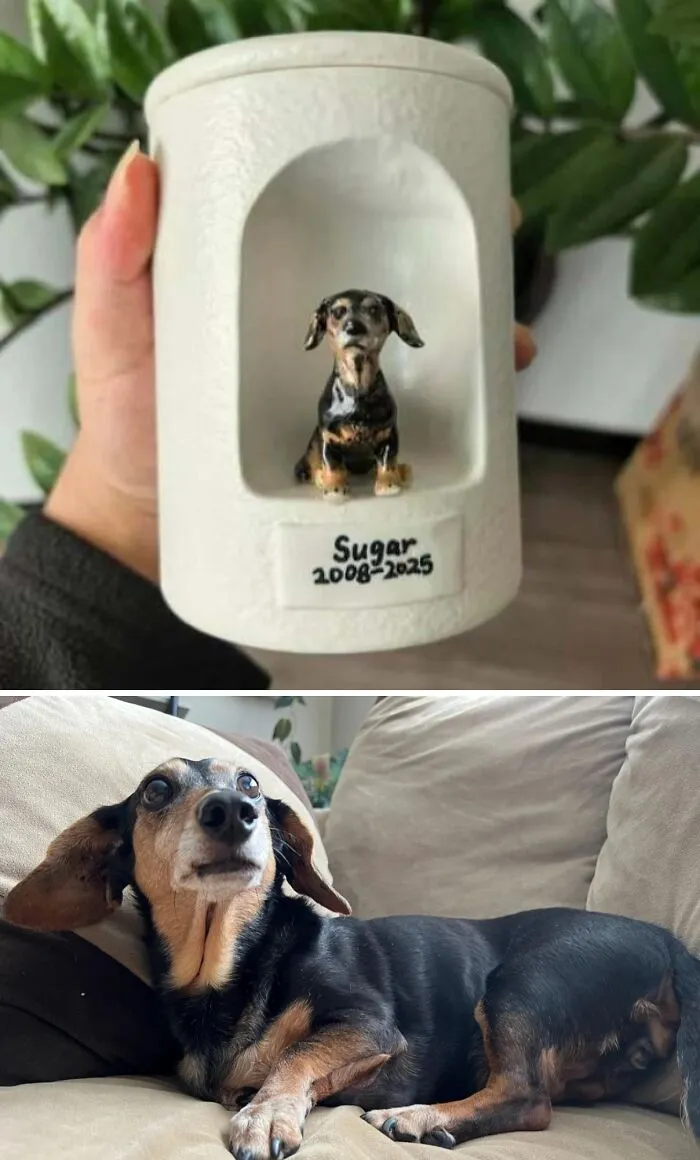 Un hogar para siempre para nuestro compañero más leal