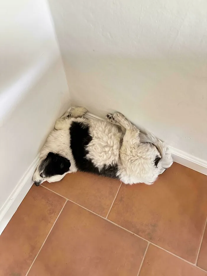 A dog sleeping in a strange, curled up position in the corner of a room, adding to funny unhinged dog pictures