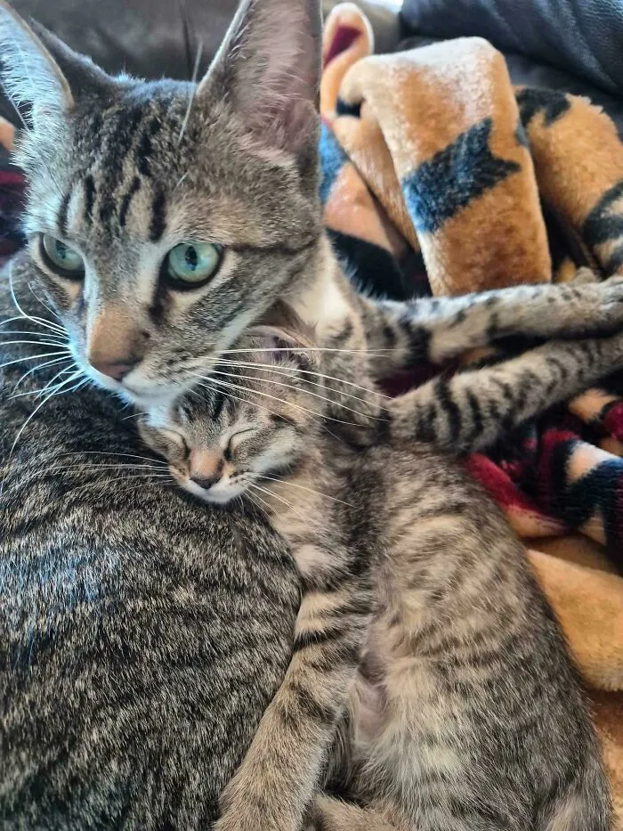 This Foster Kitten Loves His Foster Dad