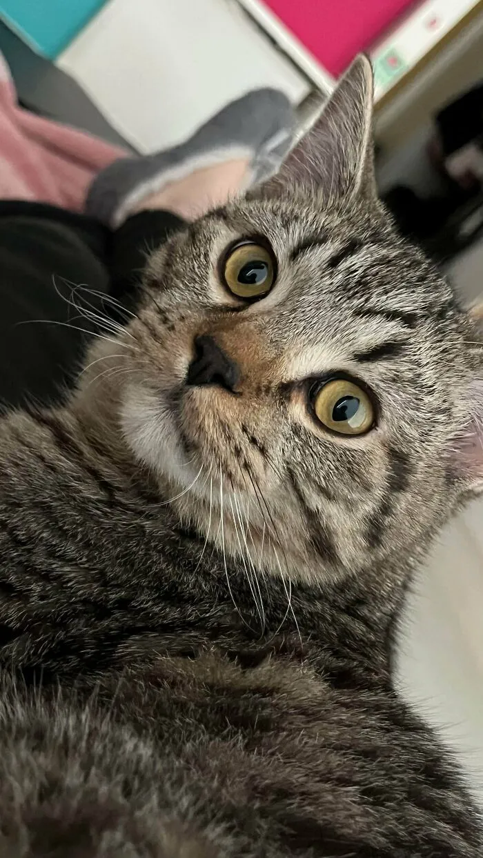 Close-up of a tabby cat with striking yellow eyes, unrelated to rescue dogs before and after pics content.
