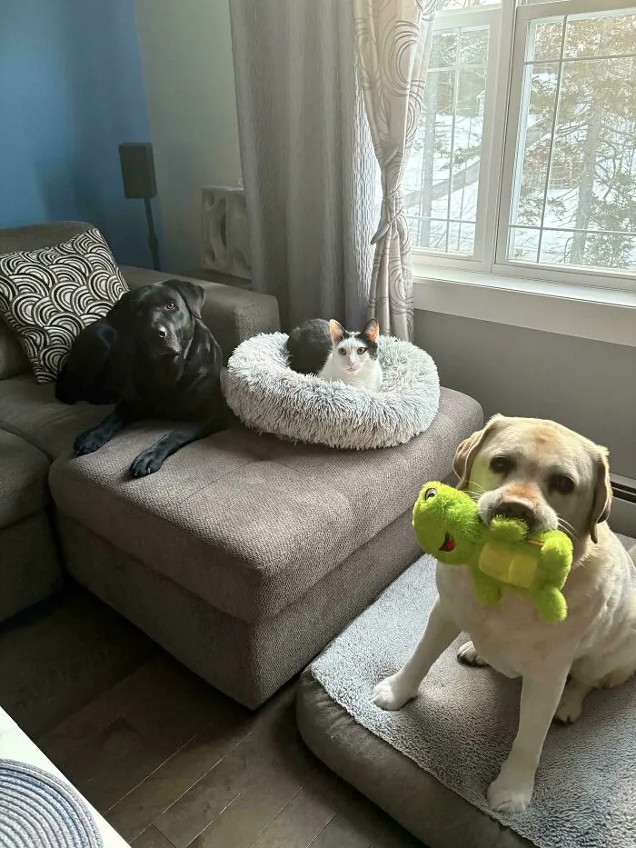 Two rescue dogs and a cat relaxing indoors, showcasing happy pets in their forever homes after adoption.