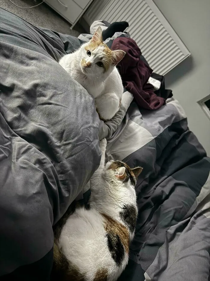 Two cats resting together on a dark gray bedspread in a cozy home setting.