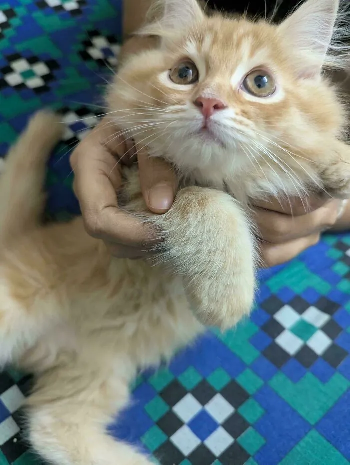 Close-up of an orange kitten being gently held, with focus on the kitten's face and paw on a patterned surface.