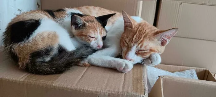 Two cats sleeping closely together on a cardboard box, illustrating warmth and comfort after rescue.
