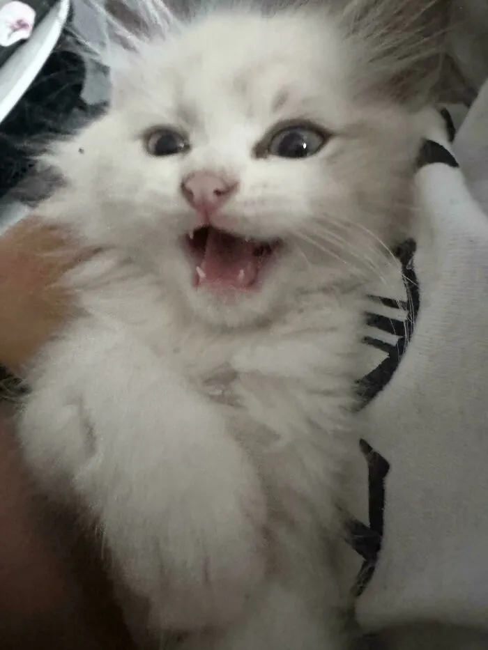White fluffy cat with open mouth and wide eyes, contrasting with the theme of rescue dogs before and after.