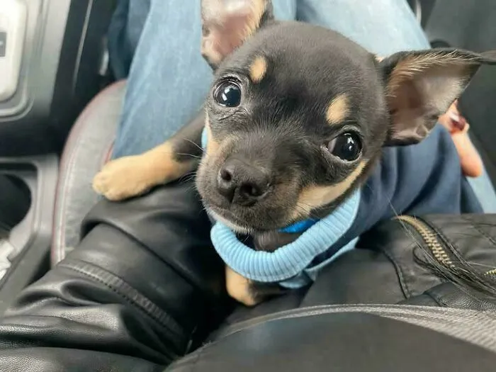 Rescue dog with large eyes wearing a blue sweater, cuddled on a person's lap inside a car.