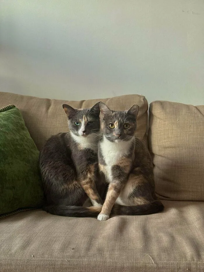 Two cats sitting close together on a beige couch, highlighting rescue animals finding loving forever homes.