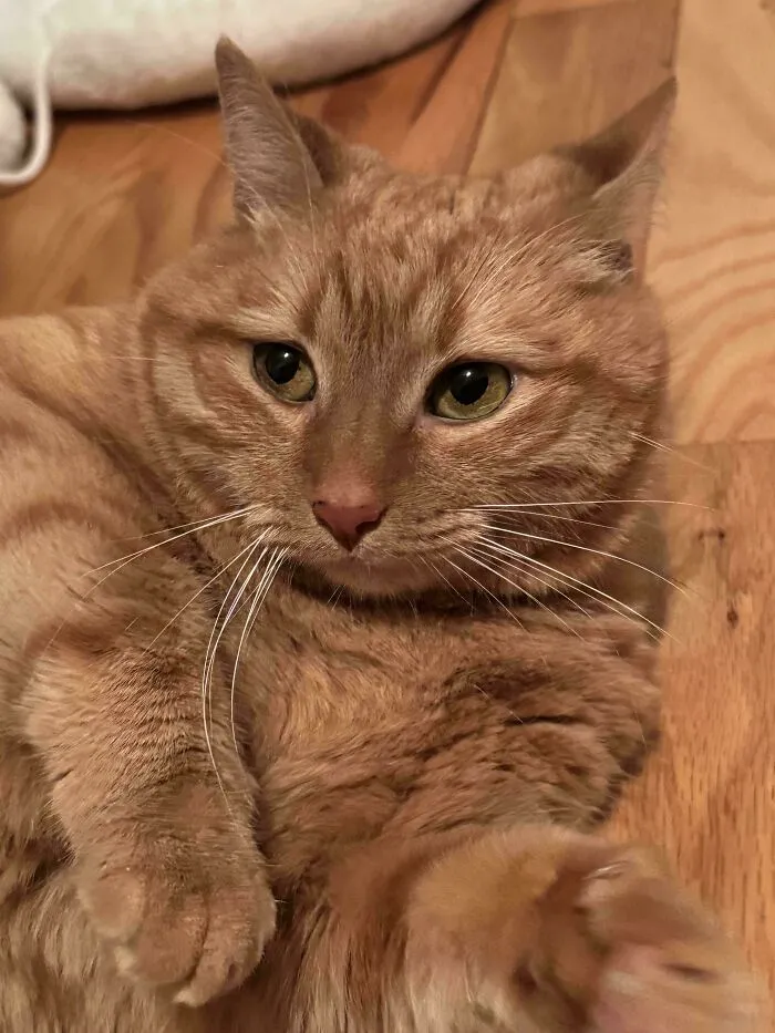 Close-up of a relaxed orange tabby cat lying on a wooden floor, not related to rescue dogs before and after pics.