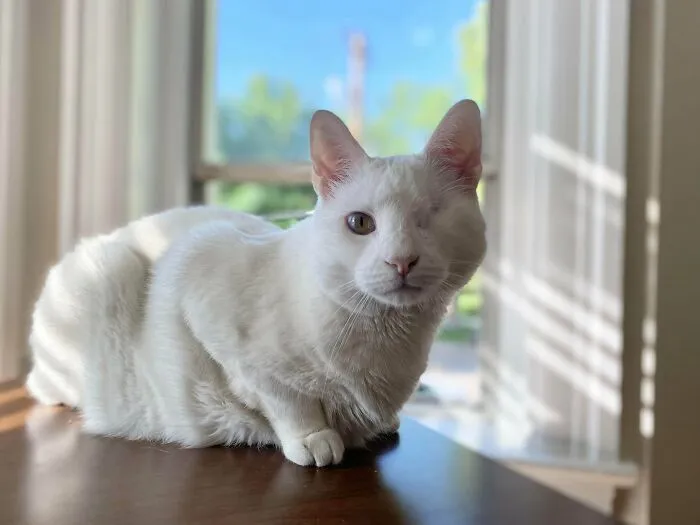 White cat with one eye sitting on a table near a window, illustrating rescued animals finding loving homes.
