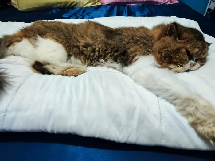 Sleeping fluffy cat stretched out on a white blanket, resting peacefully in a cozy indoor setting.