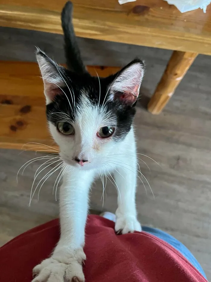 Close-up of a kitten climbing up on a person, unrelated to rescue dogs before and after photos.