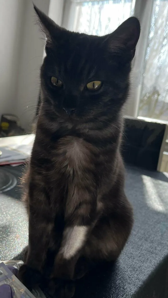 Close-up of a dark tabby cat sitting indoors in natural light, unrelated to rescue dogs before and after pics.