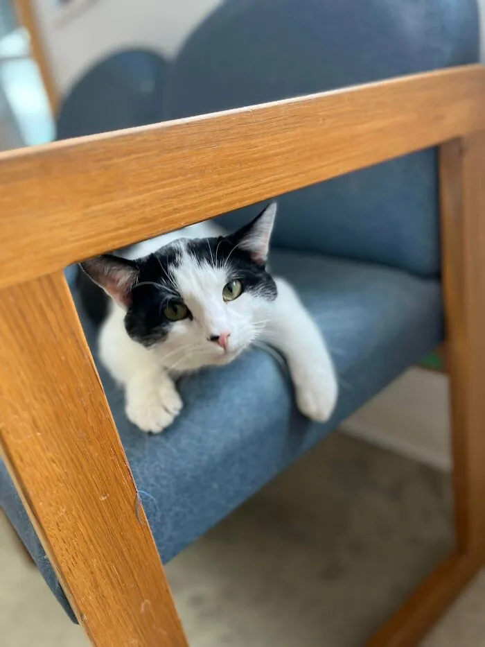 Black and white cat relaxing on a blue chair, not related to rescue dogs before and after transformation.