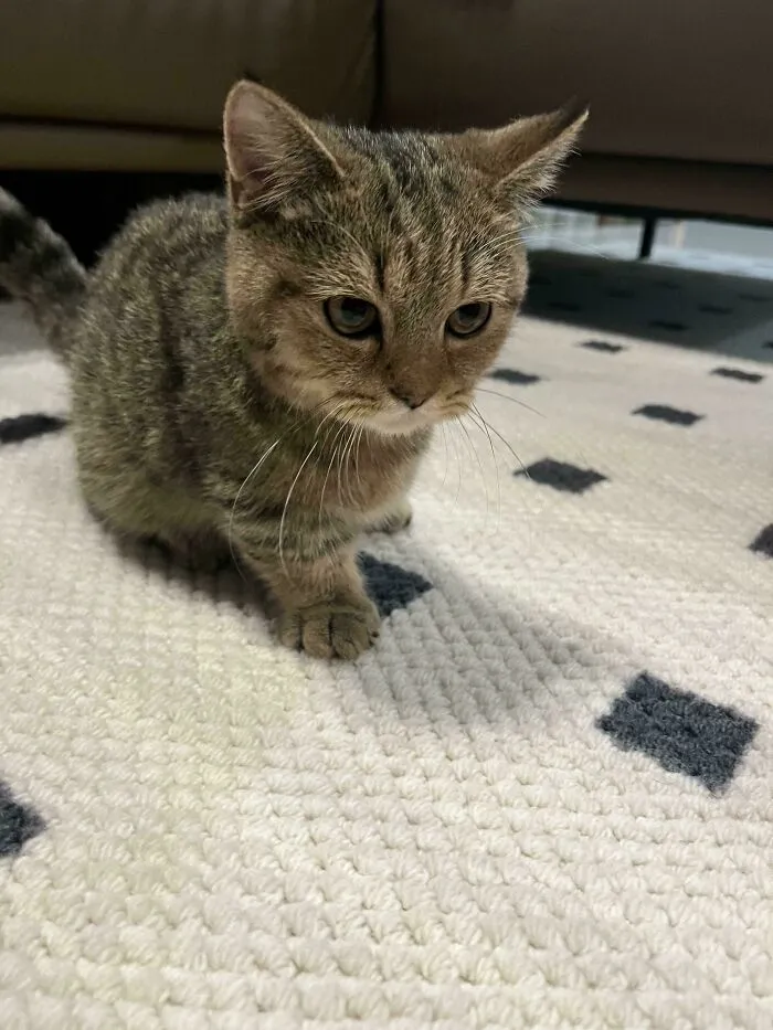 Tabby kitten on a patterned rug, unrelated to rescue dogs before and after pics of rescue dogs main SEO keyword.