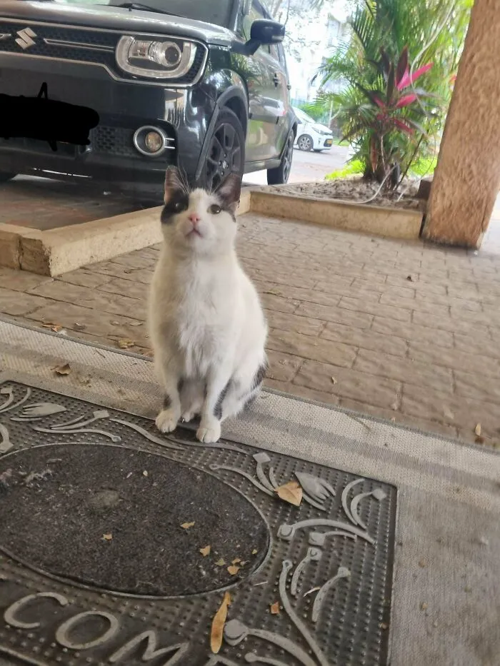 Cat sitting on a welcome mat outside near a parked car, unrelated to rescue dogs before and after photos.