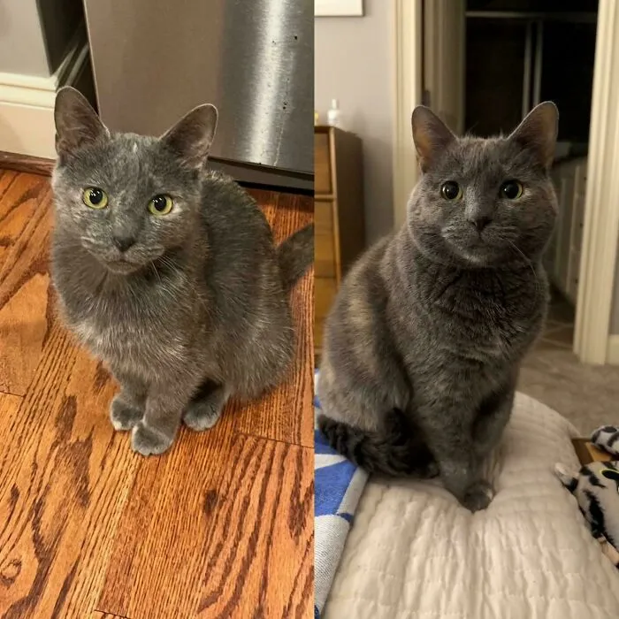 Before and after images of a gray cat showing transformation after rescue and finding a forever home.