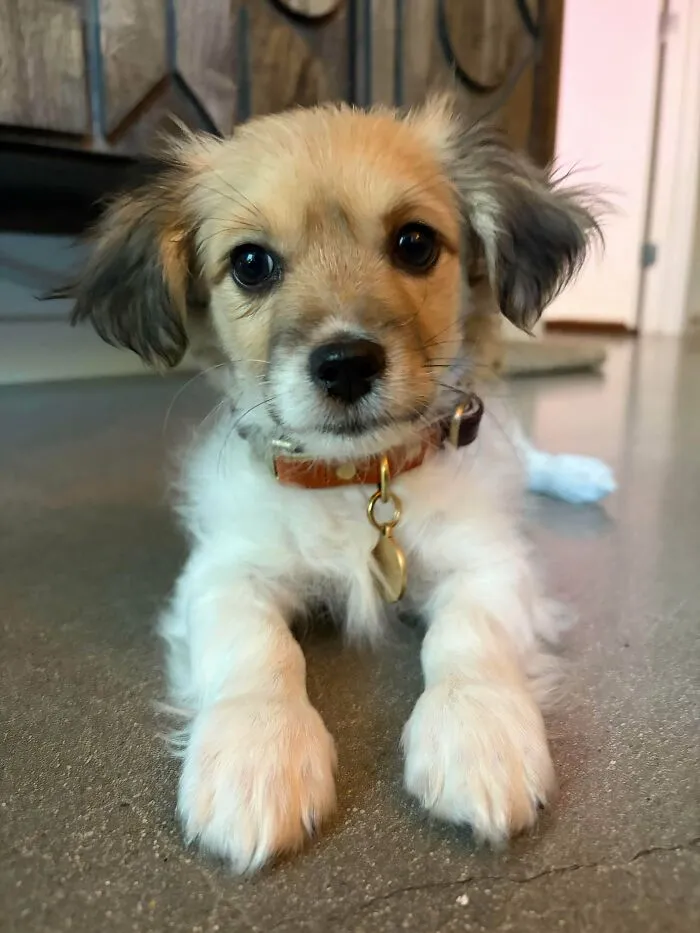 Rescue dog puppy with brown and white fur, wearing a collar, lying on a floor in a home environment.