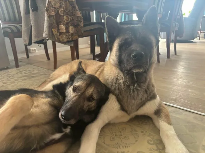 Two rescue dogs resting together indoors, showcasing before and after transformation of finding forever homes.