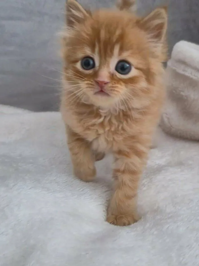 Fluffy orange kitten walking on a soft white blanket, focused and curious in a cozy indoor setting.
