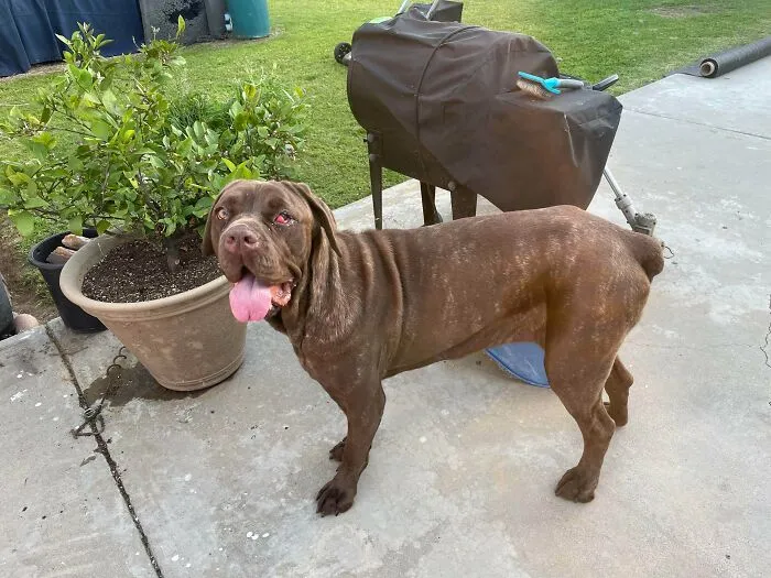 Brown rescue dog standing on concrete near potted plants and a covered grill, showcasing before and after rescue transformation.