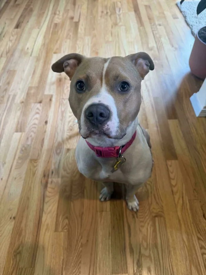 Rescue dog with a pink collar sitting on a wooden floor, representing before and after adoption transformation.