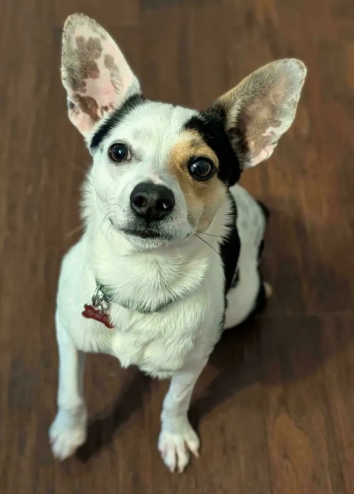 Rescue dog with perked ears and attentive eyes sitting on wooden floor in a forever home after rescue.