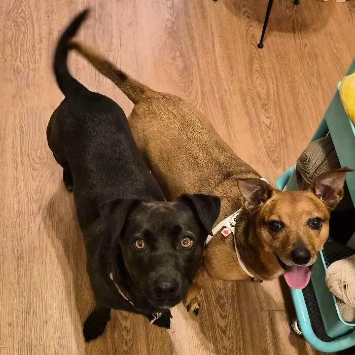 Two happy rescue dogs indoors showing transformation after finding their forever homes in before and after pics.
