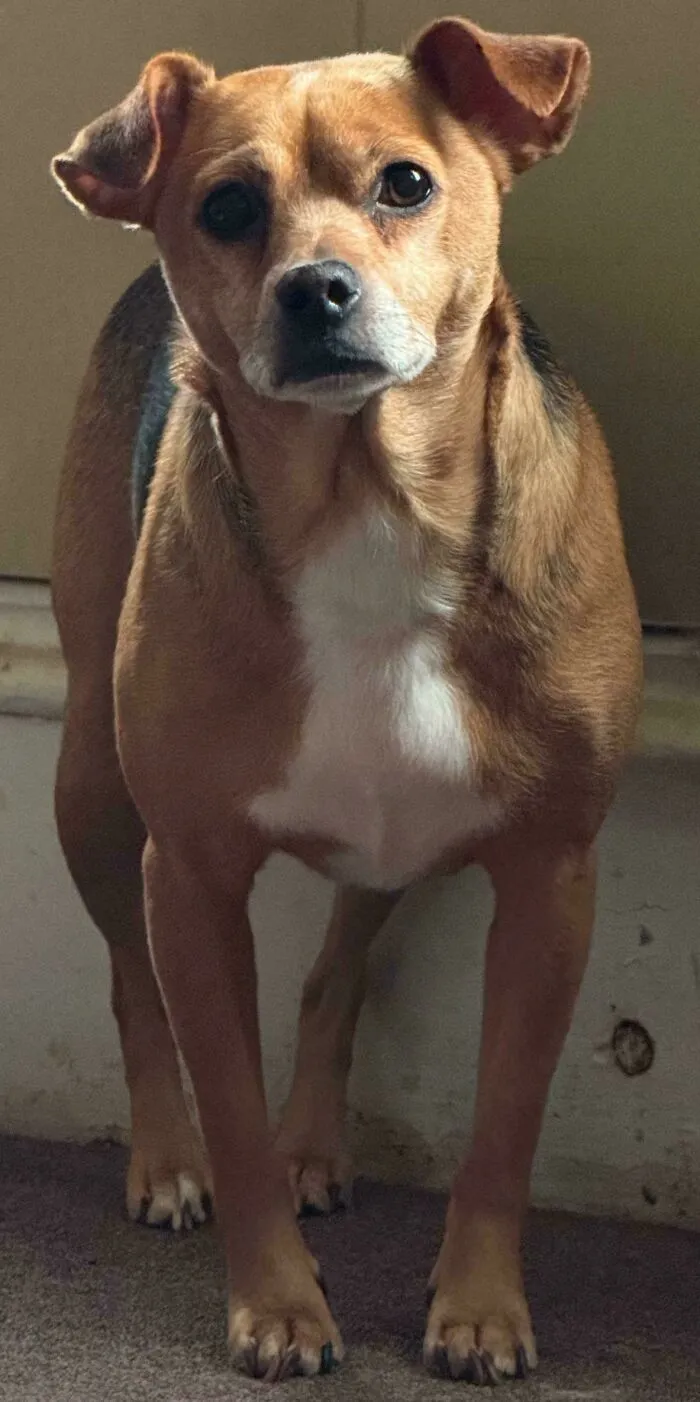 Rescue dog with brown and white fur standing indoors, one eye partially closed, showing before and after transformation.