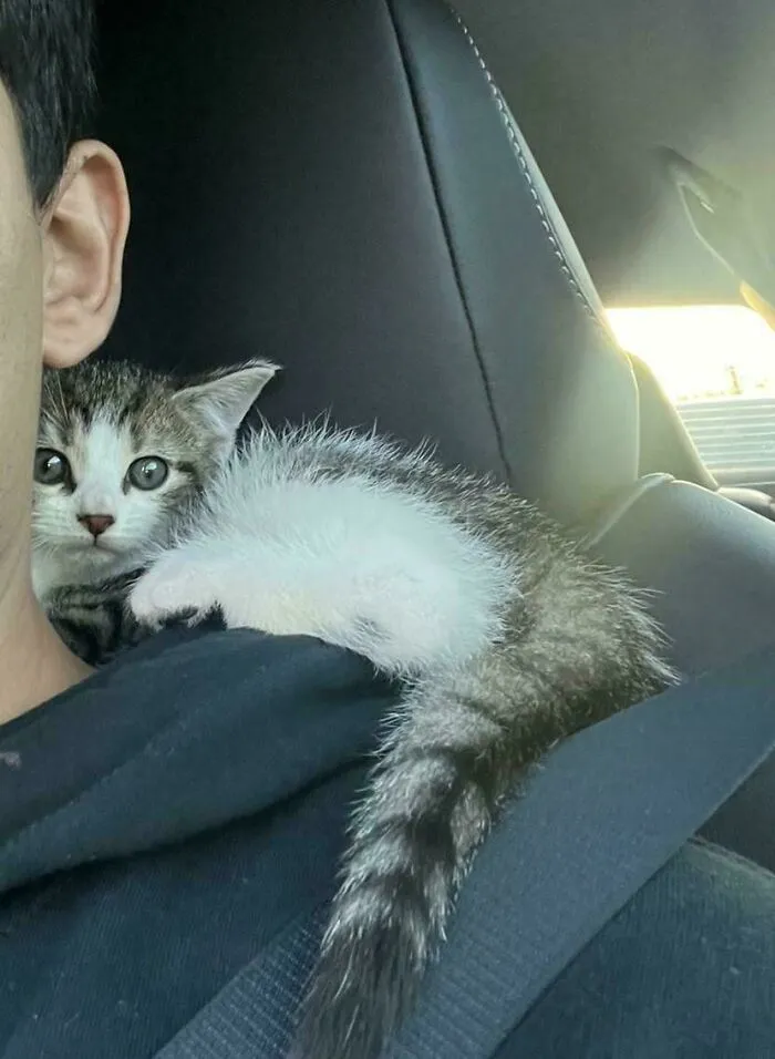 Kitten resting on a person's shoulder inside a car, unrelated to rescue dogs or forever homes.