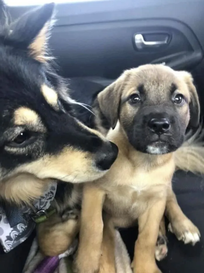 Two rescue dogs sitting closely together inside a car after finding their forever homes.