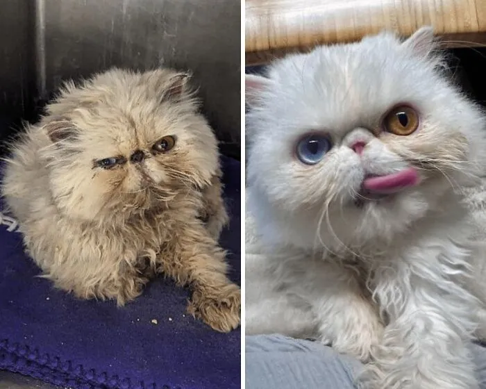 Before and after transformation of a rescue pet showing dramatic change after finding a loving forever home.