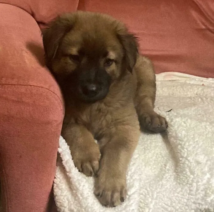 Rescue dog resting on a white blanket by a red couch, showing comfort and care in their forever home.