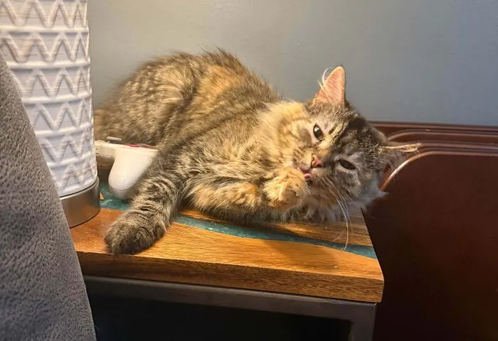 Tabby cat grooming itself on a wooden table near household items in a cozy indoor setting.