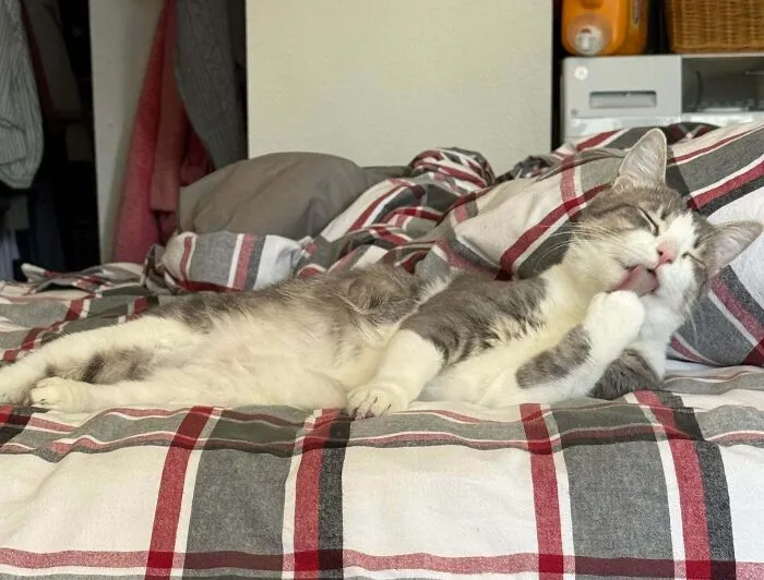Cat lounging on a bed with plaid bedding, relaxed in a cozy home environment after rescue dog adoption success.
