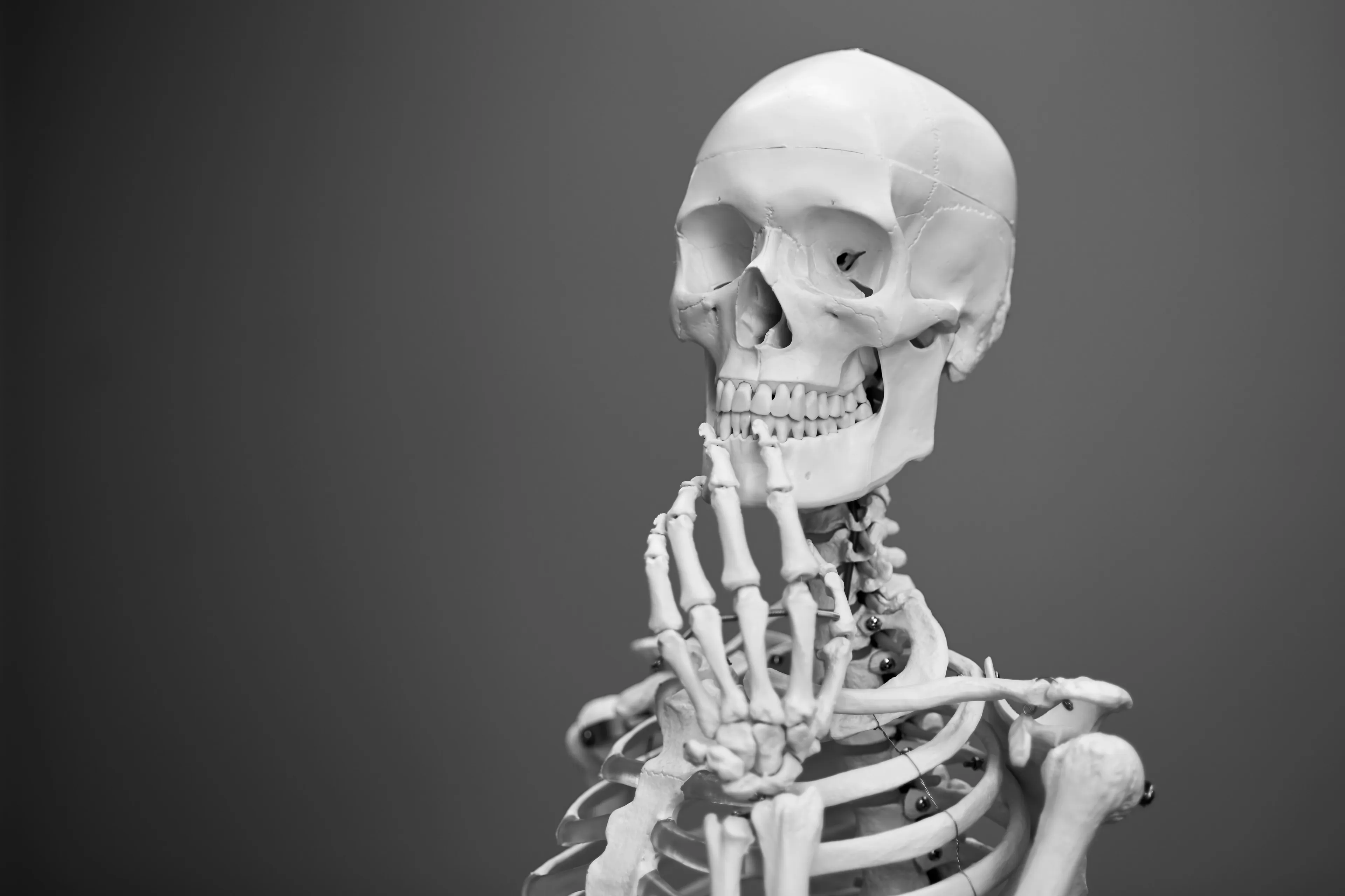 Human skeleton model with a skull and hand depicted, illustrating the number of bones in an adult human body concept.