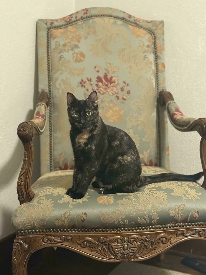 A tortoiseshell cat sitting regally on an antique chair, posing in an Accidental Renaissance style.