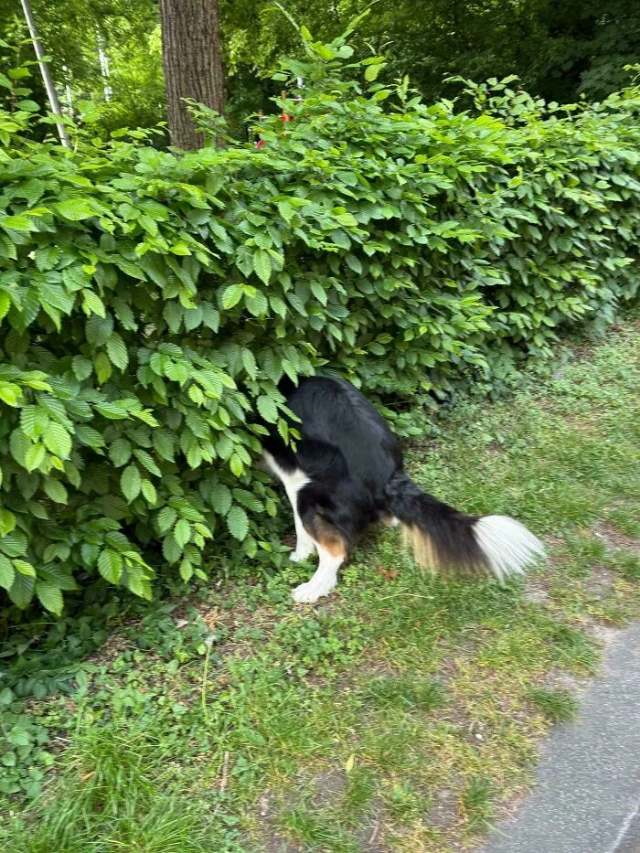A funny unhinged dog pictures moment of a dog sticking its head completely inside a green bush