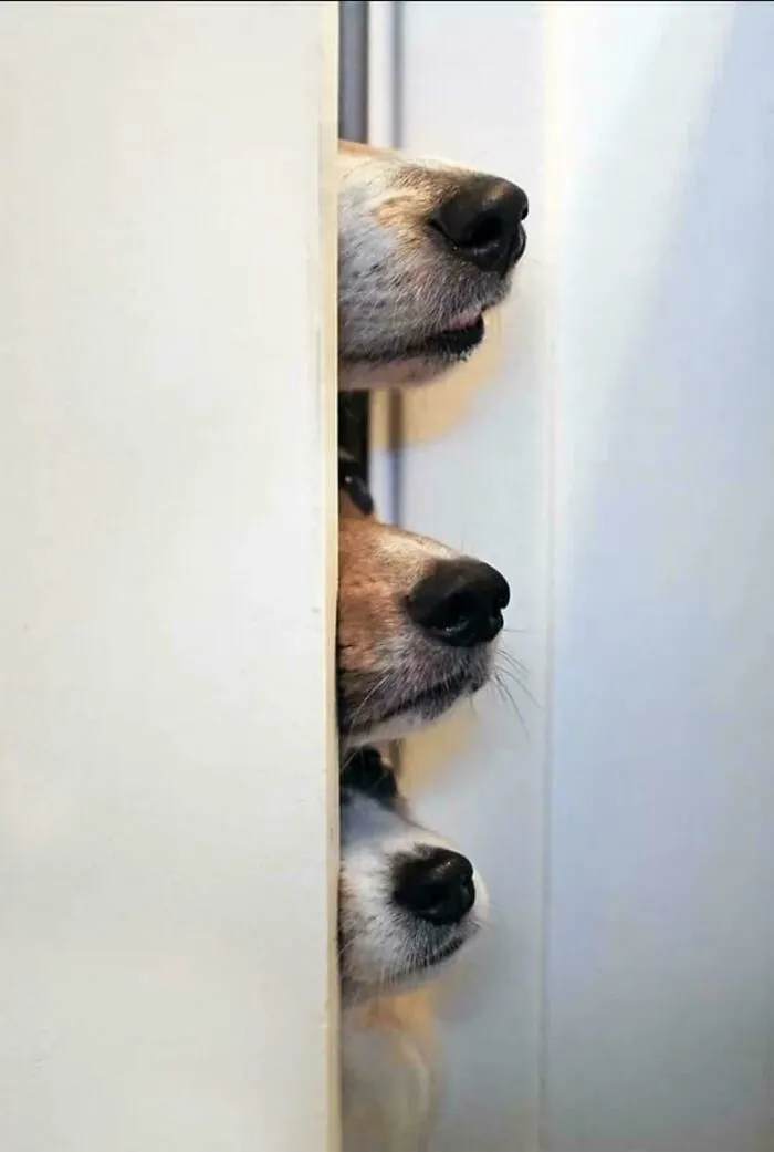 Three funny unhinged dog pictures showing dog noses peeking vertically through a door gap
