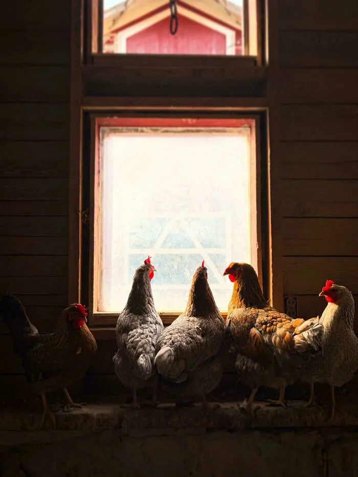 Five chickens lined up by a barn window looking out, creating an Accidental Renaissance composition.